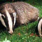 Expensive Railway Sleeper Homes for Badgers